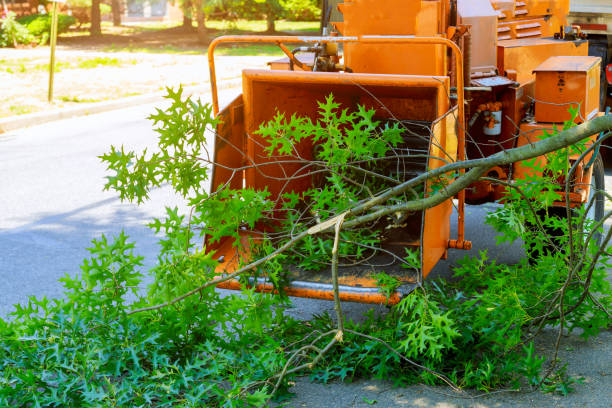 Tree Branch Trimming in Stanfield, NC